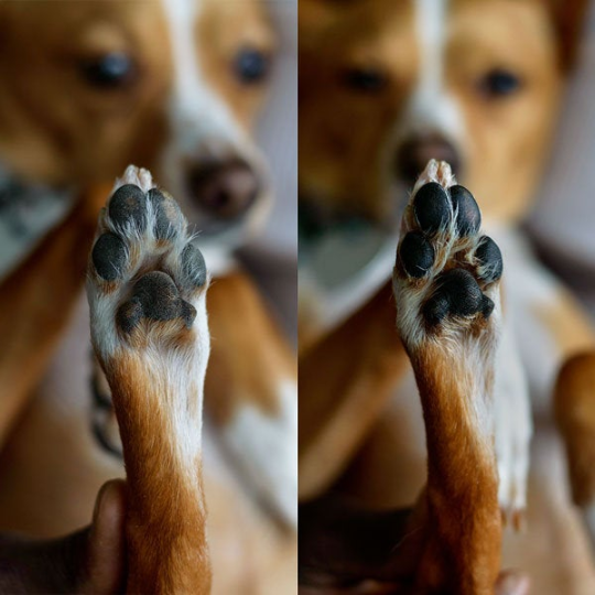 Alpine Paw Protect™ All-Season Paw Protection Wax Care for Dogs and Cats - Dog.Dog.Cat.