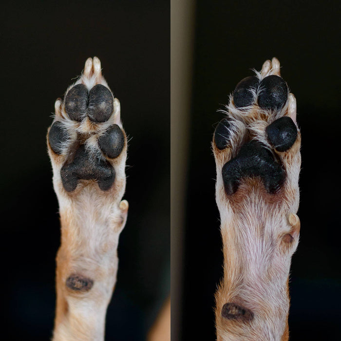 Alpine Paw Protect™ All-Season Paw Protection Wax Care for Dogs and Cats - Dog.Dog.Cat.