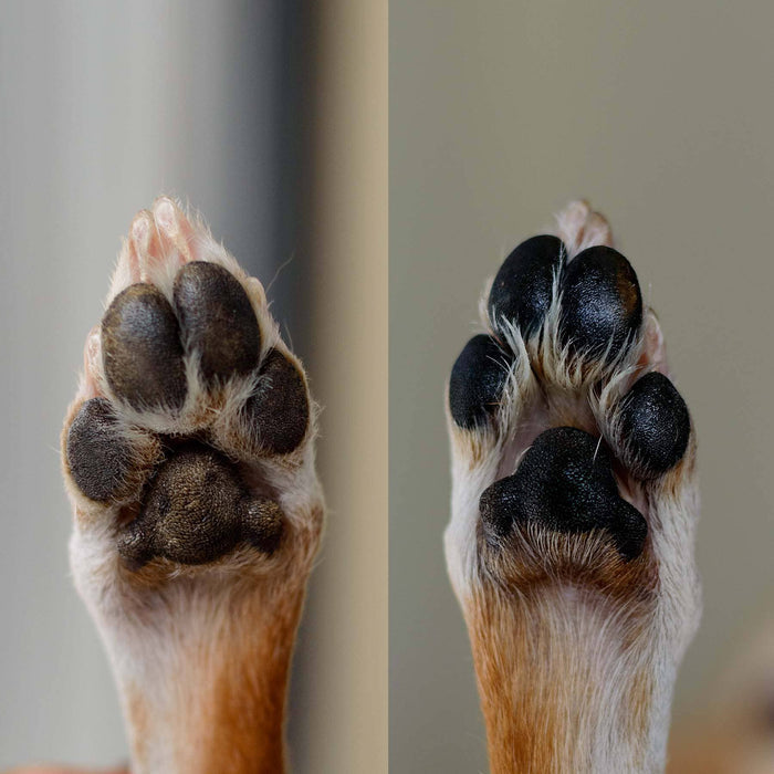 Alpine Paw Protect™ All-Season Paw Protection Wax Care for Dogs and Cats - Dog.Dog.Cat.