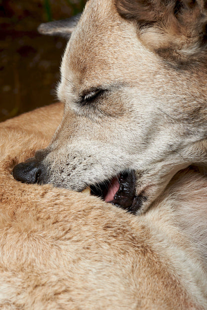 Aroma Paws - Allergen Free Hot Spot Relief Dog Shampoo, Lavender and Neem