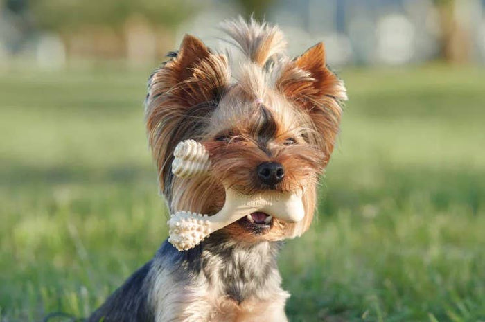 BetterBone Hard Dog Chew Toy