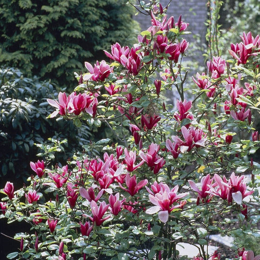 Black Lily Magnolia | Magnolia liliiflora 'Nigra' Ornamental Trees