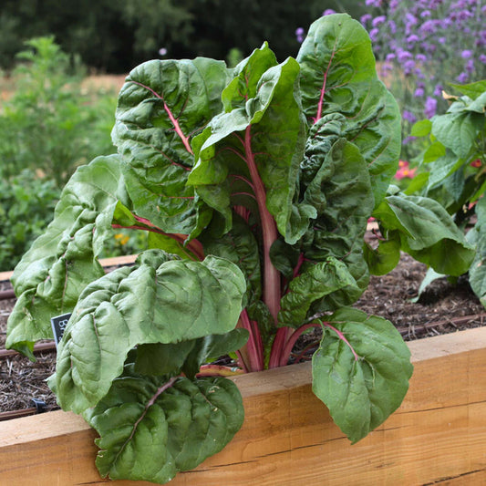 'Bright Lights' Swiss Chard Plants Vegetables