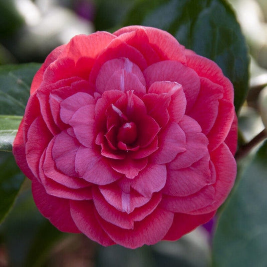 Red Japanese Camellia | Camellia japonica 'Princess Baciocchi' Shrubs