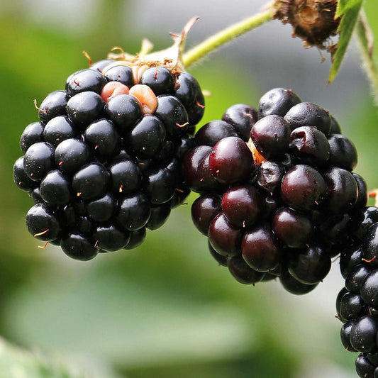 'Chester' Blackberry Plant Soft Fruit