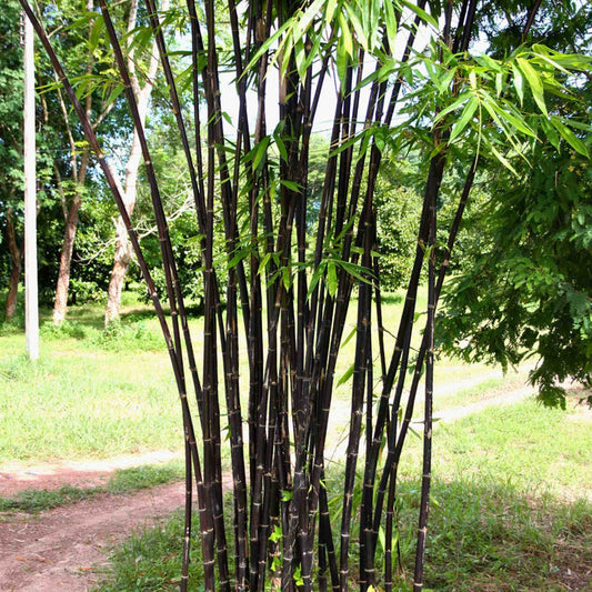 Clumping Black Bamboo | Fargesia nitida 'Black Pearl' Ornamental Trees