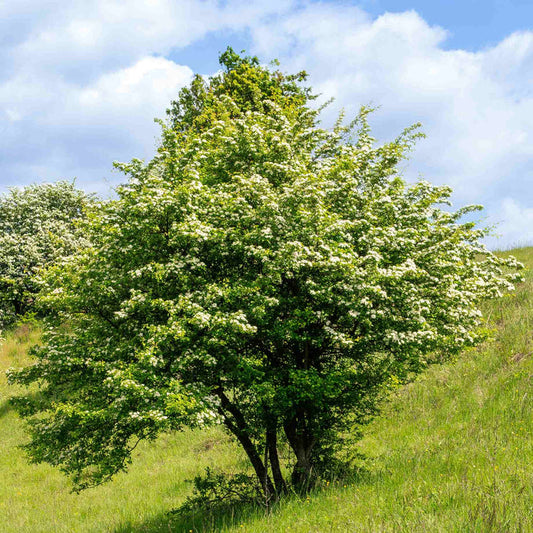 Common Hawthorn Tree | Crataegus monogyna Ornamental Trees