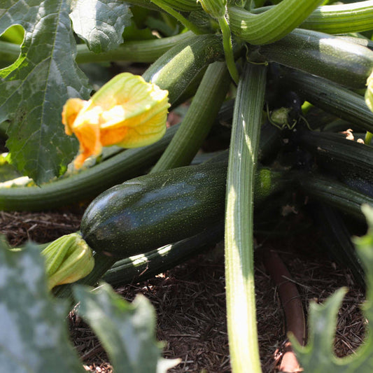 'El Greco' Courgette Plants Vegetables