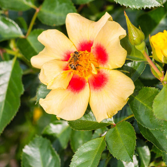 Eye of the Tiger' Bee Friendly Floribunda Rose