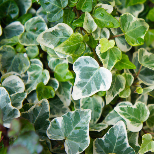 'Glacier' Ivy | Hedera helix Climbing Plants