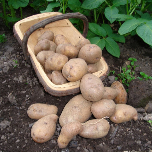 Golden Wonder' Maincrop Seed Potatoes Vegetables
