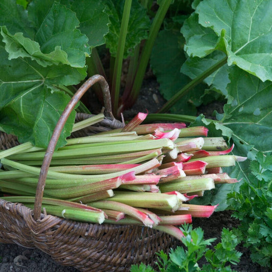 Goliath' Rhubarb Plant Soft Fruit