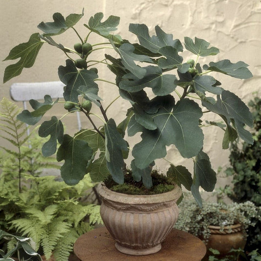 'Goutte d'Or' Fig Tree Soft Fruit