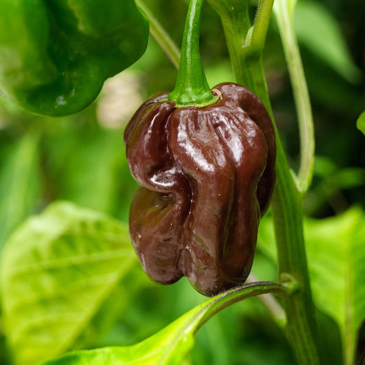 'Habanero Chocolate' Grafted Chilli Pepper Plant Vegetables