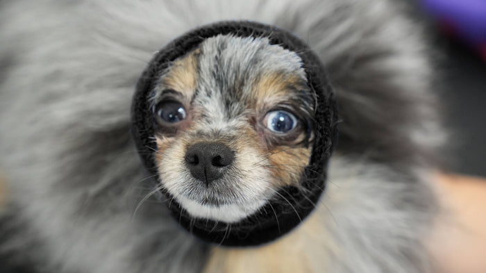 Pet Palette Distribution - Happy Hoodie XS Black - Dog.Dog.Cat.