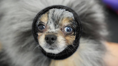 Pet Palette Distribution - Happy Hoodie XS Black - Dog.Dog.Cat.
