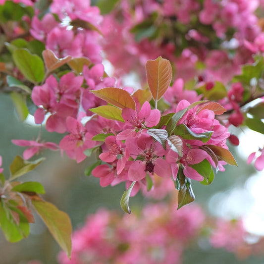 'Indian Magic' Crabapple Tree Ornamental Trees
