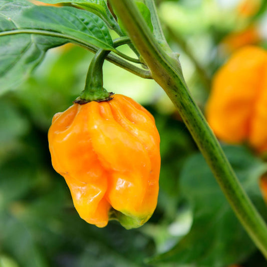 'Jamaican Yellow' Grafted Chilli Pepper Plant Vegetables