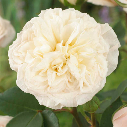 Joie de Vivre' Floribunda Rose Shrubs