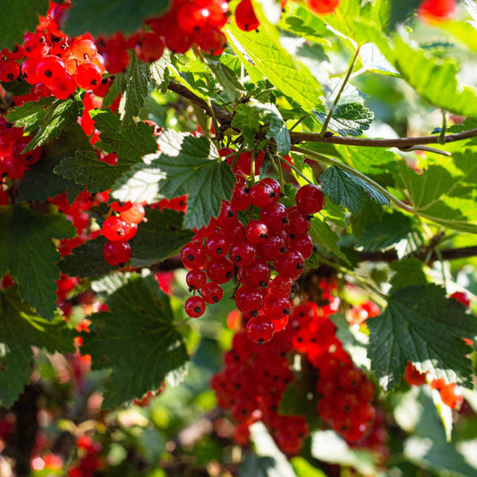 'Laxton's Number One' Redcurrant Plant Soft Fruit