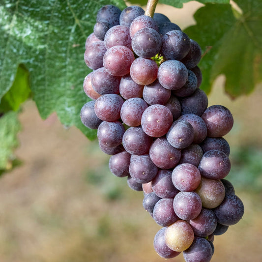 'Maréchal Foch' Outdoor Grape Vine Soft Fruit