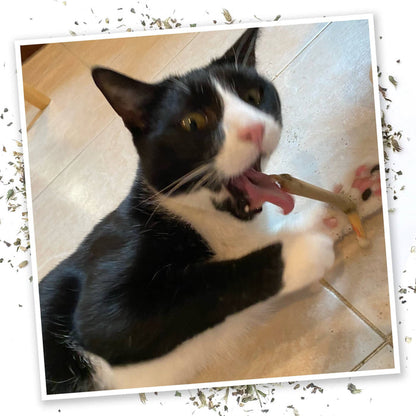 Meowijuana King Catnibas Joints - Dog.Dog.Cat.