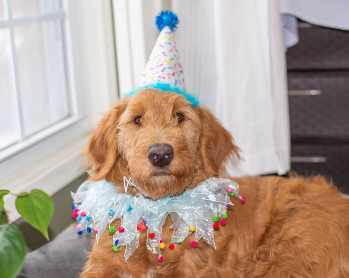 Multipet Party Pom Pom Collar Blue Large - Dog.Dog.Cat.