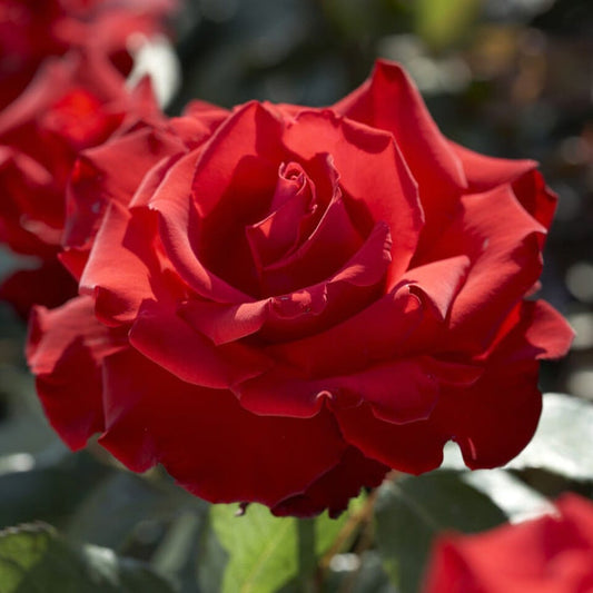 'My Valentine' Hybrid Tea Rose Shrubs