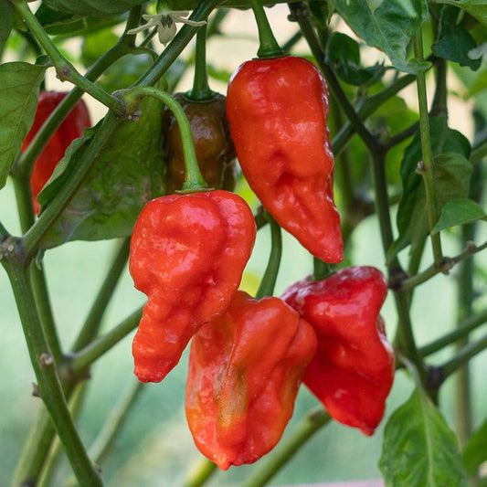 'Naga Red' Grafted Chilli Pepper Plant Vegetables