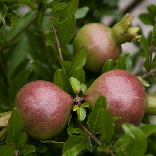 'Nana' Patio Pomegranate Tree Soft Fruit