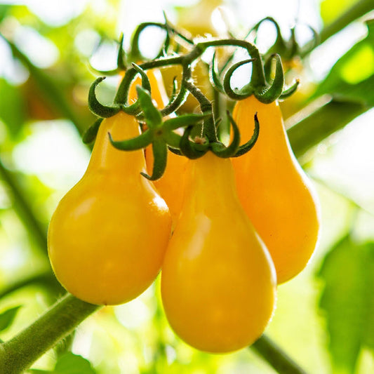 'Peardrop' Yellow Tomato Plant Vegetables
