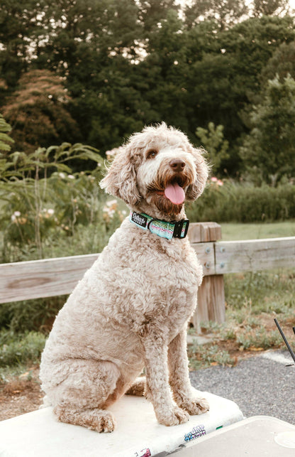Rainbow Trout Dog Collar by Outback Hound