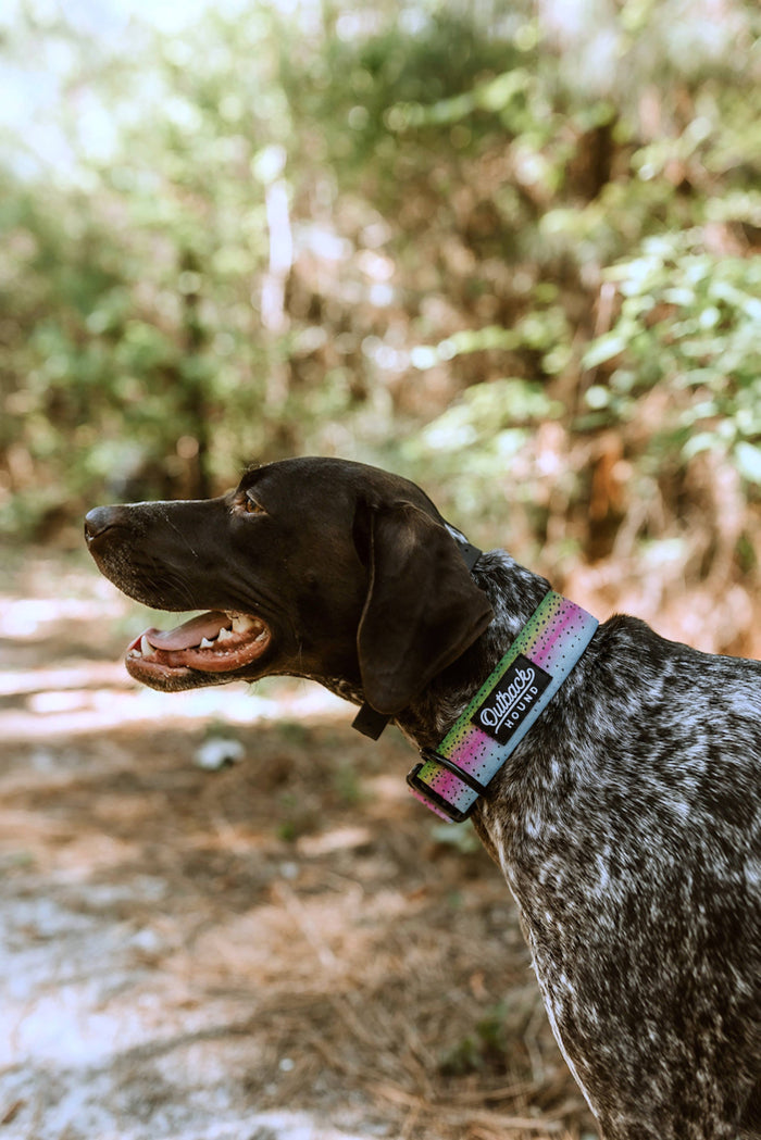 Rainbow Trout Dog Collar by Outback Hound