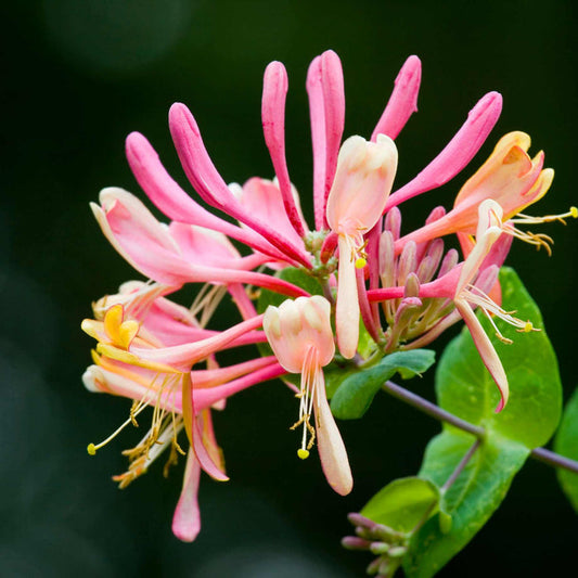 'Red World' Japanese Honeysuckle | Lonicera japonica Climbing Plants