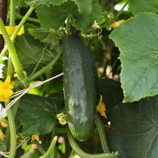 'Ridge Perfection' Cucumber Plants Vegetables