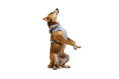 Ruffwear Front Range® Flex Harness - Dog.Dog.Cat.