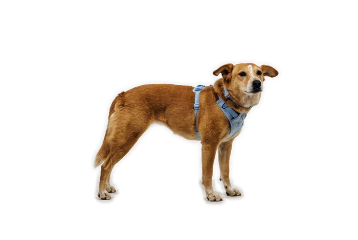 Ruffwear Front Range® Flex Harness - Dog.Dog.Cat.