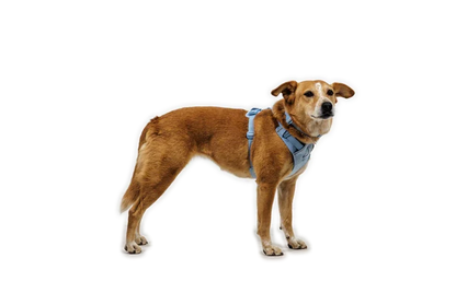 Ruffwear Front Range® Flex Harness - Dog.Dog.Cat.