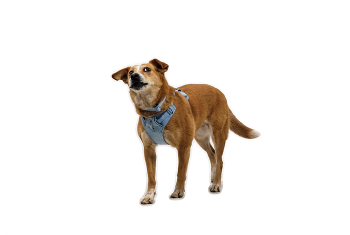 Ruffwear Front Range® Flex Harness - Dog.Dog.Cat.