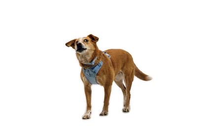 Ruffwear Front Range® Flex Harness - Dog.Dog.Cat.