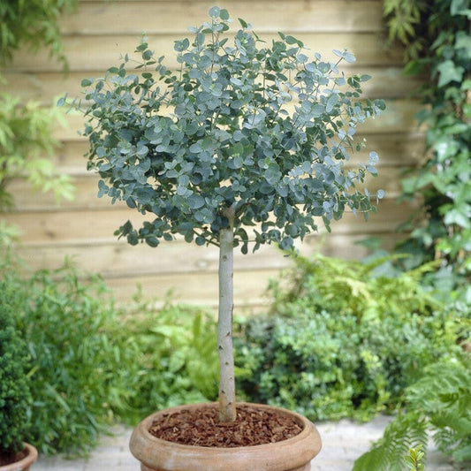 Standard Eucalyptus Tree | Eucalyptus gunnii Ornamental Trees