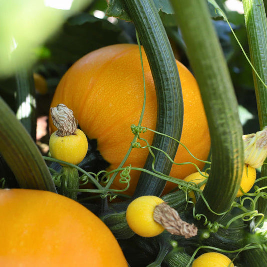'Summer Ball' Courgette Plant Vegetables