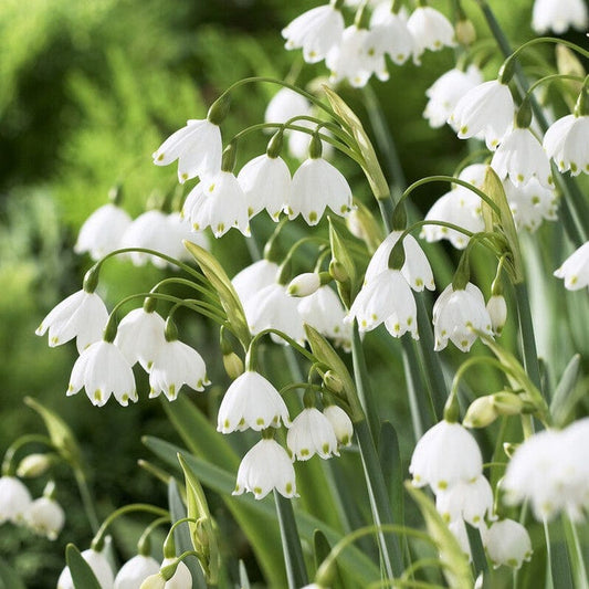 Leucojum aestivum 'Gravetye Giant' Perennial Bedding