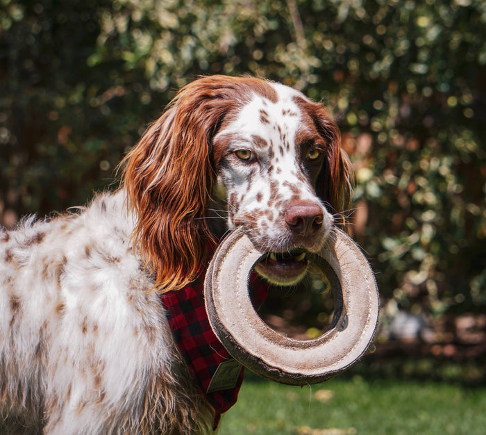 Tall Tails - Tall Tails Natural Leather & Wool Ring Toy - 7" - Dog.Dog.Cat.