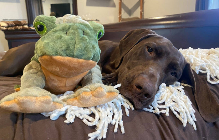 Tall Tails Animated Frog Dog Toy – 9" Plush Squeaker - Dog.Dog.Cat.