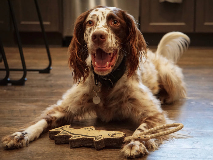 Tall Tails Natural Leather Trout Tug Dog Toy – 16" - Dog.Dog.Cat.