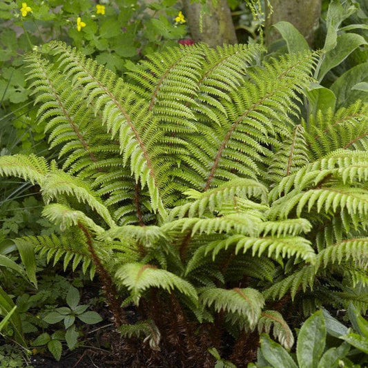 Tassel Fern | Polystichum polyblepharum Perennial Bedding