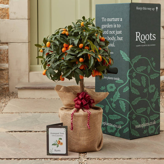 The Kumquat Tree Gift Gift Option