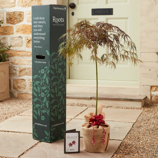The Patio Acer Tree Gift Gift Option