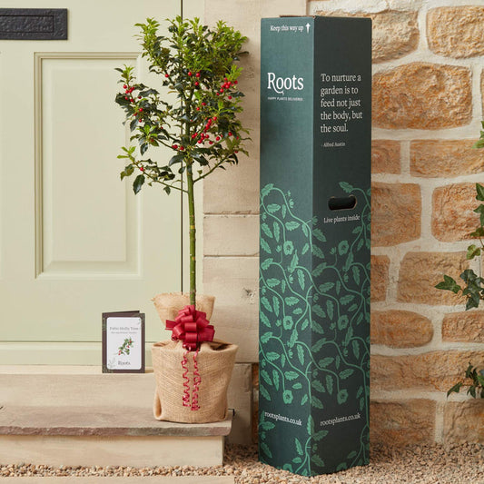 The Patio Holly Tree Gift Gift Option